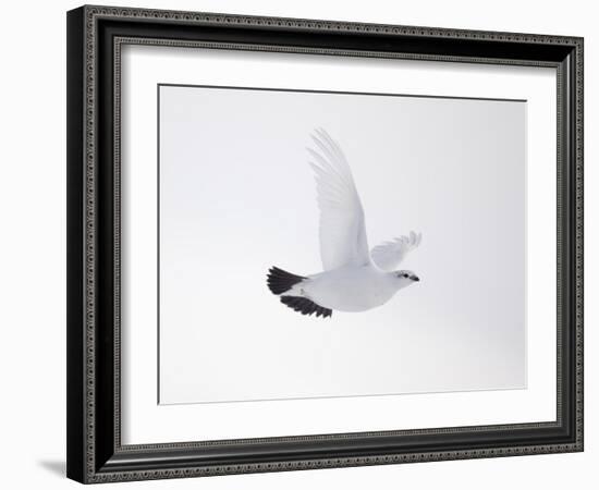 Rock Ptarmigan (Lagopus Mutus) Female in Flight, Winter Plumage, Cairngorms Np, Highland, UK-Peter Cairns-Framed Photographic Print