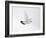 Rock Ptarmigan (Lagopus Mutus) Female in Flight, Winter Plumage, Cairngorms Np, Highland, UK-Peter Cairns-Framed Photographic Print