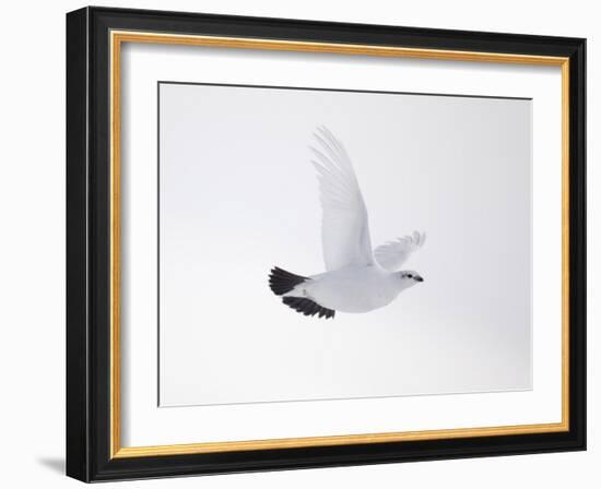 Rock Ptarmigan (Lagopus Mutus) Female in Flight, Winter Plumage, Cairngorms Np, Highland, UK-Peter Cairns-Framed Photographic Print