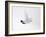 Rock Ptarmigan (Lagopus Mutus) Female in Flight, Winter Plumage, Cairngorms Np, Highland, UK-Peter Cairns-Framed Photographic Print