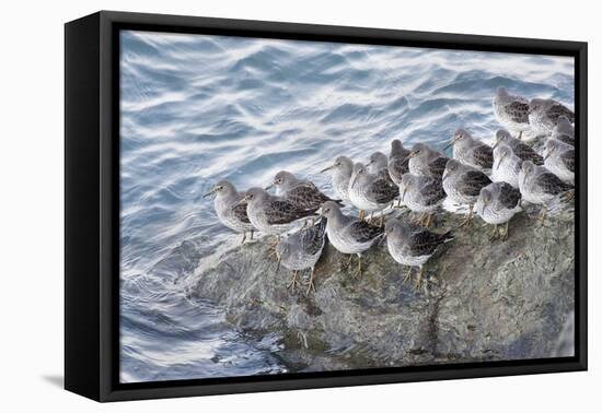 Rock Sandpipers-Hal Beral-Framed Premier Image Canvas