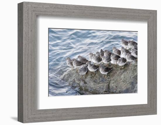 Rock Sandpipers-Hal Beral-Framed Photographic Print