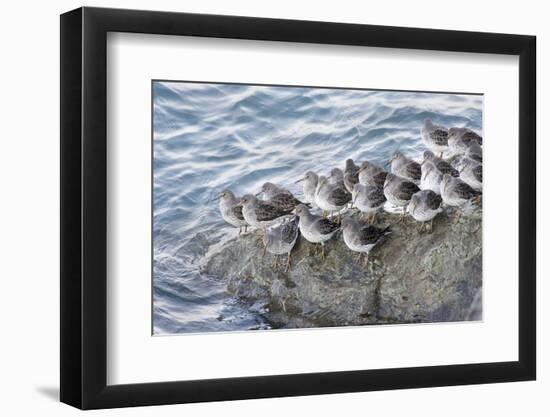 Rock Sandpipers-Hal Beral-Framed Photographic Print