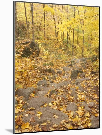 Rock Stairs on the Sugarloaf Trail, White Mountain National Forest, New Hampshire, USA-Jerry & Marcy Monkman-Mounted Photographic Print