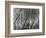 Rock Wall and Trees, Glen Canyon, 1959-Brett Weston-Framed Photographic Print