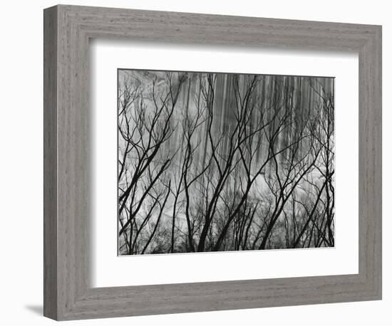 Rock Wall and Trees, Glen Canyon, 1959-Brett Weston-Framed Photographic Print