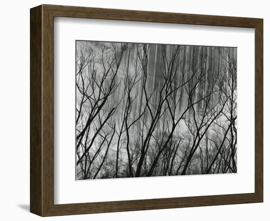 Rock Wall and Trees, Glen Canyon, 1959-Brett Weston-Framed Photographic Print