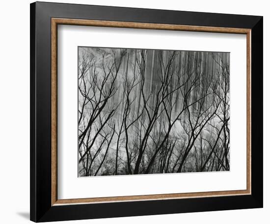 Rock Wall and Trees, Glen Canyon, 1959-Brett Weston-Framed Photographic Print