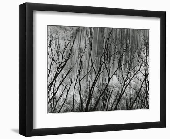 Rock Wall and Trees, Glen Canyon, 1959-Brett Weston-Framed Photographic Print