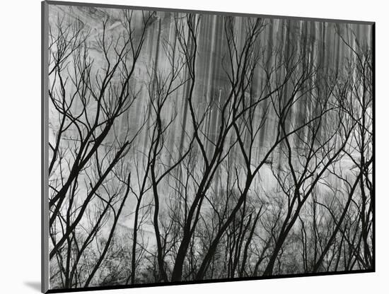 Rock Wall and Trees, Glen Canyon, 1959-Brett Weston-Mounted Photographic Print