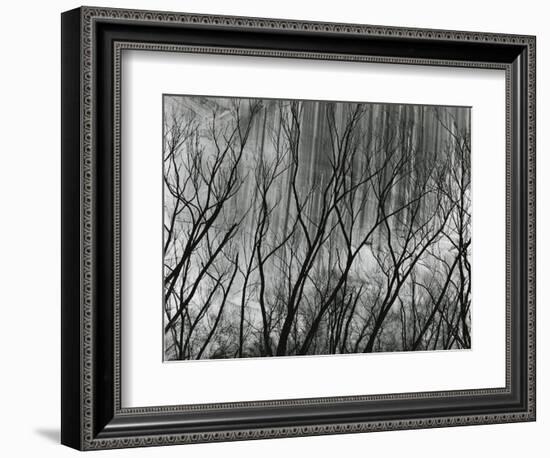 Rock Wall and Trees, Glen Canyon, 1959-Brett Weston-Framed Photographic Print