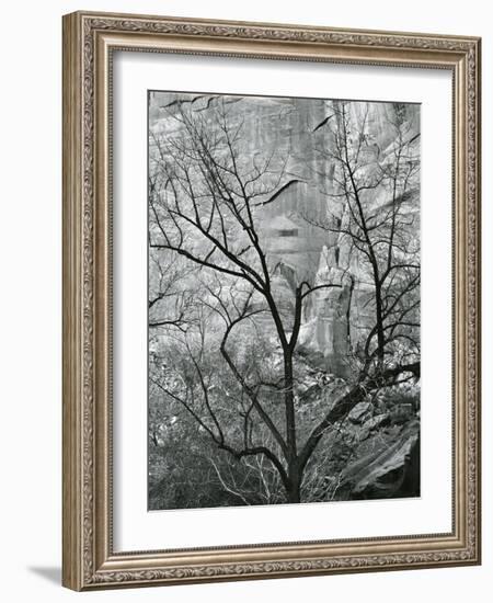 Rock Wall and Trees, Glen Canyon, c. 1960-Brett Weston-Framed Photographic Print