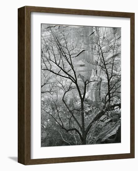 Rock Wall and Trees, Glen Canyon, c. 1960-Brett Weston-Framed Photographic Print