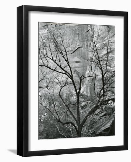 Rock Wall and Trees, Glen Canyon, c. 1960-Brett Weston-Framed Photographic Print