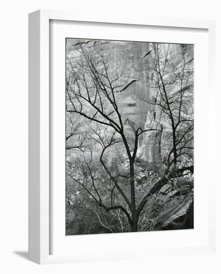 Rock Wall and Trees, Glen Canyon, c. 1960-Brett Weston-Framed Photographic Print