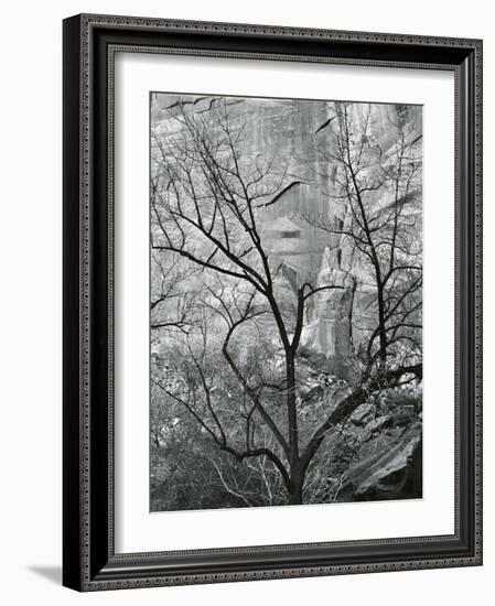 Rock Wall and Trees, Glen Canyon, c. 1960-Brett Weston-Framed Photographic Print