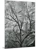 Rock Wall and Trees, Glen Canyon, c. 1960-Brett Weston-Mounted Premium Photographic Print