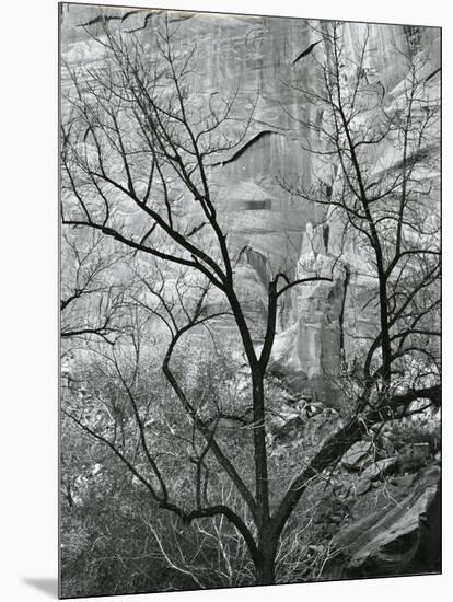Rock Wall and Trees, Glen Canyon, c. 1960-Brett Weston-Mounted Premium Photographic Print