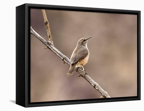 Rock Wren, Anza-Borrego Desert State Park, California, USA-Diane Johnson-Framed Premier Image Canvas