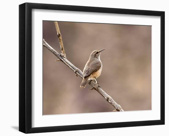 Rock Wren, Anza-Borrego Desert State Park, California, USA-Diane Johnson-Framed Photographic Print