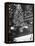 Rockefeller Center Christmas Tree at Night-Alfred Eisenstaedt-Framed Premier Image Canvas