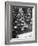 Rockefeller Center Christmas Tree at Night-Alfred Eisenstaedt-Framed Photographic Print