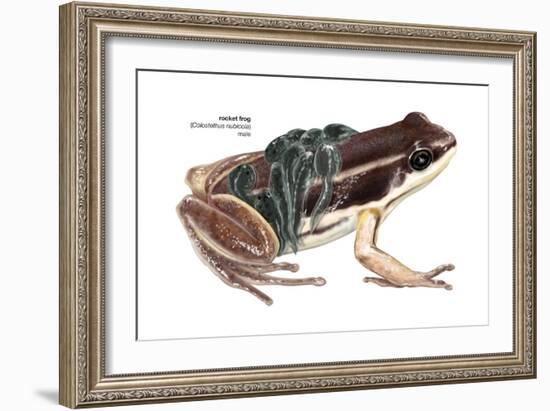 Rocket Frog (Colostethus Nubicola), Amphibians-Encyclopaedia Britannica-Framed Art Print