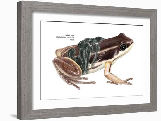 Rocket Frog (Colostethus Nubicola), Amphibians-Encyclopaedia Britannica-Framed Art Print