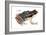 Rocket Frog (Colostethus Nubicola), Amphibians-Encyclopaedia Britannica-Framed Art Print