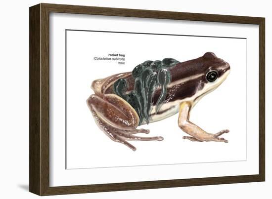 Rocket Frog (Colostethus Nubicola), Amphibians-Encyclopaedia Britannica-Framed Art Print