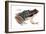 Rocket Frog (Colostethus Nubicola), Amphibians-Encyclopaedia Britannica-Framed Art Print