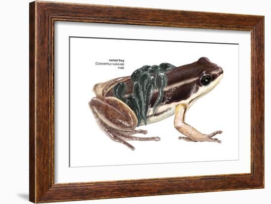 Rocket Frog (Colostethus Nubicola), Amphibians-Encyclopaedia Britannica-Framed Art Print