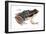 Rocket Frog (Colostethus Nubicola), Amphibians-Encyclopaedia Britannica-Framed Art Print