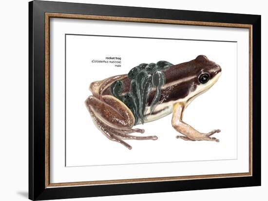 Rocket Frog (Colostethus Nubicola), Amphibians-Encyclopaedia Britannica-Framed Art Print