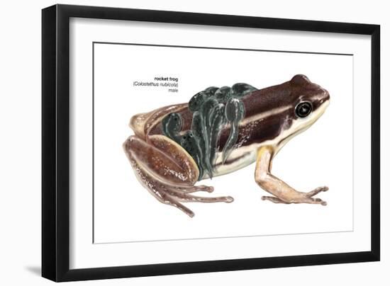 Rocket Frog (Colostethus Nubicola), Amphibians-Encyclopaedia Britannica-Framed Art Print