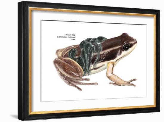 Rocket Frog (Colostethus Nubicola), Amphibians-Encyclopaedia Britannica-Framed Art Print