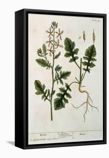 Rocket, Plate 242 from A Curious Herbal, Published 1782-Elizabeth Blackwell-Framed Premier Image Canvas