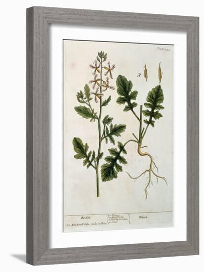 Rocket, Plate 242 from A Curious Herbal, Published 1782-Elizabeth Blackwell-Framed Giclee Print