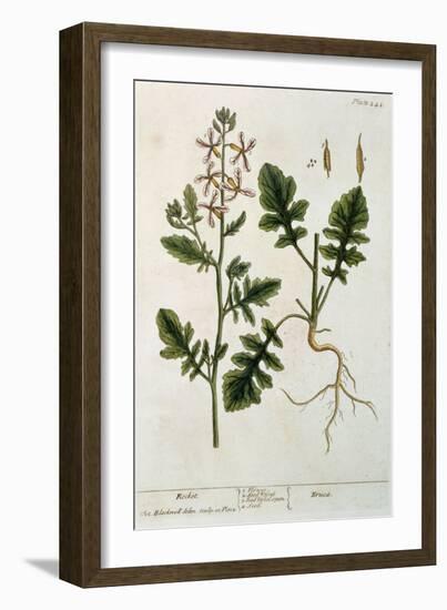 Rocket, Plate 242 from A Curious Herbal, Published 1782-Elizabeth Blackwell-Framed Giclee Print