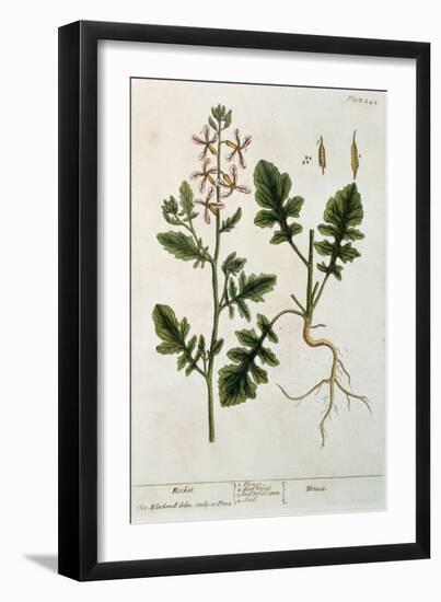 Rocket, Plate 242 from A Curious Herbal, Published 1782-Elizabeth Blackwell-Framed Giclee Print