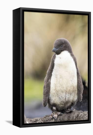 Rockhopper Penguin Chick. Falkland Islands-Martin Zwick-Framed Premier Image Canvas