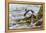 Rockhopper Penguin Climbing down the cliffs to jump into the sea. Falkland Islands-Martin Zwick-Framed Premier Image Canvas