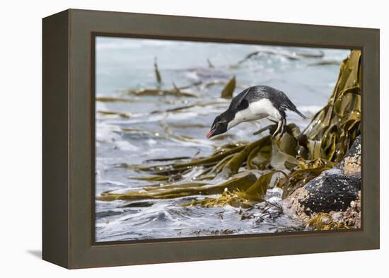 Rockhopper Penguin Climbing down the cliffs to jump into the sea. Falkland Islands-Martin Zwick-Framed Premier Image Canvas