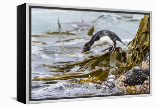 Rockhopper Penguin Climbing down the cliffs to jump into the sea. Falkland Islands-Martin Zwick-Framed Premier Image Canvas