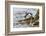 Rockhopper Penguin Climbing down the cliffs to jump into the sea. Falkland Islands-Martin Zwick-Framed Photographic Print