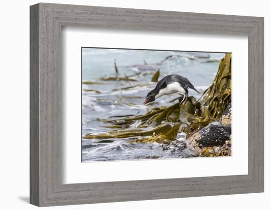 Rockhopper Penguin Climbing down the cliffs to jump into the sea. Falkland Islands-Martin Zwick-Framed Photographic Print