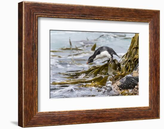 Rockhopper Penguin Climbing down the cliffs to jump into the sea. Falkland Islands-Martin Zwick-Framed Photographic Print