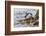 Rockhopper Penguin Climbing down the cliffs to jump into the sea. Falkland Islands-Martin Zwick-Framed Photographic Print