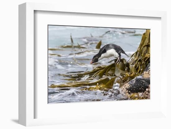 Rockhopper Penguin Climbing down the cliffs to jump into the sea. Falkland Islands-Martin Zwick-Framed Photographic Print