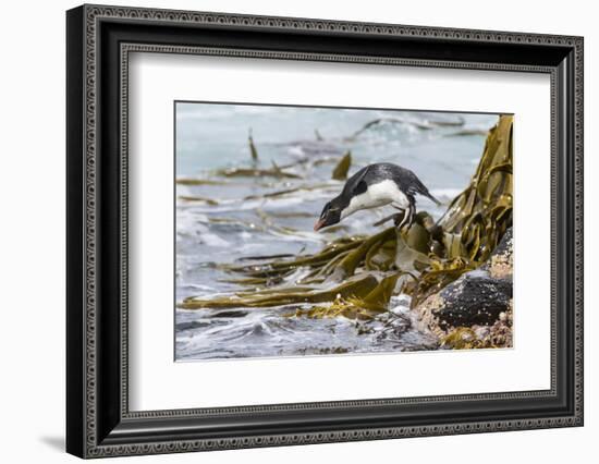 Rockhopper Penguin Climbing down the cliffs to jump into the sea. Falkland Islands-Martin Zwick-Framed Photographic Print